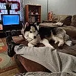 Dog, Picture Frame, Couch, Dog breed, Comfort, Carnivore, Interior Design, Felidae, Grey, Companion dog, Living Room, Small To Medium-sized Cats, Window, Furry friends, Television