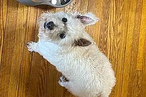 Firstname West Highland White Terrier Dog Gus