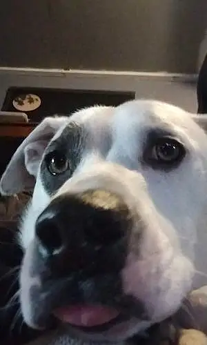 Pitt Bull Terrier Dog Ghost