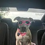 Dog, Car, Carnivore, Vroom Vroom, Sunglasses, Collar, Automotive Design, Dog breed, Vehicle, Automotive Mirror, Automotive Lighting, Fawn, Goggles, Companion dog, Vehicle Door, Automotive Exterior, Dog Collar, Snout, Tints And Shades, Working Animal