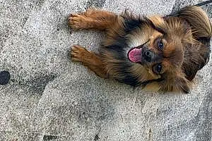 Name Pomeranian Dog Roxy