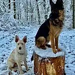 Snow, Dog, Carnivore, Tree, Dog breed, German Shepherd Dog, Fawn, Old German Shepherd Dog, Freezing, Herding Dog, Winter, Companion dog, Snout, King Shepherd, Tail, Recreation, Canidae