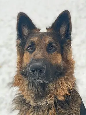 Name German Shepherd Dog Archer