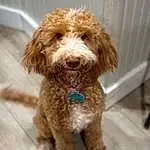 Dog, Water Dog, Carnivore, Liver, Dog breed, Companion dog, Terrier, Dog Collar, Toy Dog, Furry friends, Canidae, Spaniel, Wood, Working Animal, Labradoodle, Poodle, Non-sporting Group, Poodle Crossbreed, Hardwood