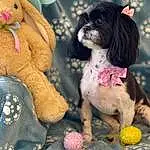 Dog, Dog breed, Green, Dog Supply, Blue, Carnivore, Toy, Pink, Liver, Companion dog, Fawn, Tennis Ball, Toy Dog, Snout, Dog Clothes, Pet Supply, Tail, Stuffed Toy, Shih Tzu