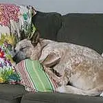 Dog, Dog breed, Couch, Comfort, Carnivore, Fawn, Companion dog, Terrestrial Animal, Art, Tail, Working Animal, Dog Supply, Linens, Canidae, Pet Supply, Furry friends, Nap, Room, Plant