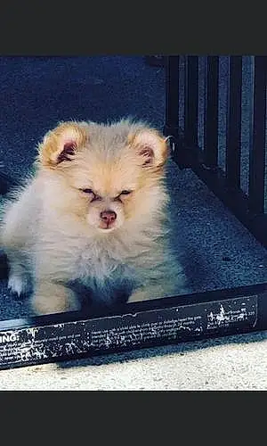 Name Pomeranian Dog Ally