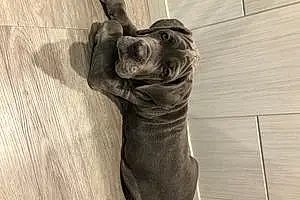 Neapolitan Mastiff Dog Zeus