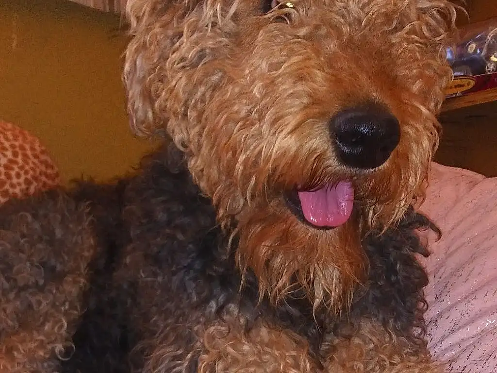 Dog, Carnivore, Dog breed, Water Dog, Companion dog, Fawn, Working Animal, Liver, Toy, Snout, Airedale Terrier, Terrier, Poodle, Pet Supply, Furry friends, Toy Dog, Canidae, Dog Supply, Labradoodle
