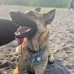 Dog, Jaw, Collar, Working Animal, Carnivore, Dog breed, Fawn, Dog Collar, Companion dog, Whiskers, Leash, Snout, Pet Supply, Dog Supply, Fang, Yawn, Street dog, Canidae, Tree