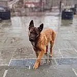 Dog, Road Surface, Carnivore, Dog breed, Fawn, Road, Snout, Working Animal, Tail, Asphalt, Street, Sidewalk, Street dog, Terrestrial Animal, Event, City, Working Dog, Canidae