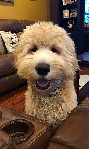 Name Goldendoodle Dog Dudley