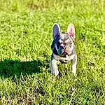 Dog, Dog breed, Grass, Carnivore, People In Nature, Fawn, Companion dog, Groundcover, Grassland, Snout, Lawn, Plant, Terrestrial Animal, Toy Dog, Working Animal, Electric Blue, Tail, Canidae, Happy