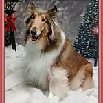 Dog, Carnivore, Rough Collie, Dog breed, Shetland Sheepdog, Collie, Companion dog, Herding Dog, Rectangle, Christmas Tree, Furry friends, Event, Dog Supply, Scotch Collie, Winter, Working Animal, Working Dog, Ancient Dog Breeds, Canidae