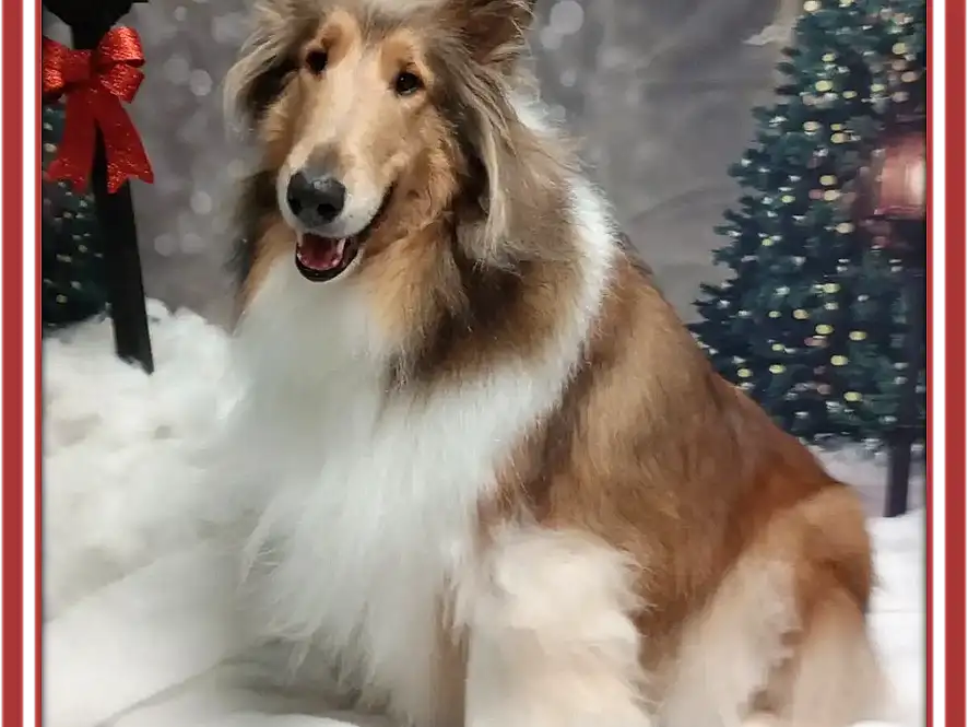 Dog, Carnivore, Rough Collie, Dog breed, Shetland Sheepdog, Collie, Companion dog, Herding Dog, Rectangle, Christmas Tree, Furry friends, Event, Dog Supply, Scotch Collie, Winter, Working Animal, Working Dog, Ancient Dog Breeds, Canidae