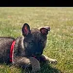 Plant, Dog, Carnivore, Dog breed, Grass, Terrestrial Animal, Whiskers, Working Animal, Snout, Companion dog, Collar, Tail, Grassland, Hyena, Felidae, Pasture, Canidae, Soil