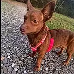 Dog, Plant, Dog breed, Carnivore, Liver, Ear, Whiskers, Collar, Fawn, Companion dog, Working Animal, Snout, Canidae, Furry friends, Tree, Dog Collar, Grass, Tail, Corgi-chihuahua