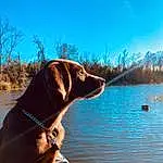 Water, Sky, Dog, Dog breed, Carnivore, Collar, Lake, Tree, Fawn, Dog Collar, Working Animal, Snout, Pet Supply, Leash, Liver, Plant, Companion dog, Gun Dog, Boats And Boating--equipment And Supplies