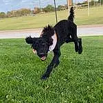 Dog, Cloud, Water Dog, Dog breed, Plant, Carnivore, Sky, Companion dog, Grass, Tree, Tail, Grassland, Canidae, Terrier, Pasture, Working Animal, Working Dog, Fun, Non-sporting Group
