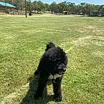 Sky, Dog breed, Dog, Plant, Tree, Carnivore, Water Dog, Working Animal, Grass, Grassland, Companion dog, Lawn, Pasture, Landscape, Terrestrial Animal, Canidae, Field, Furry friends, Soil