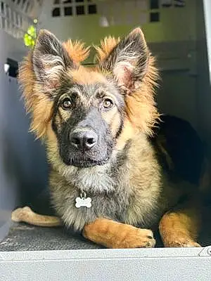 Name German Shepherd Dog Tango