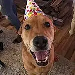 Dog, Dog breed, Canidae, Carnivore, Snout, Party Hat, Carolina Dog, Black Mouth Cur, Fawn, Labrador Retriever, Party Supply, Rare Breed (dog), Potcake Dog, Chinook, Mountain Cur, Pariah Dog, Street dog