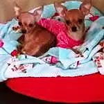 Dog, Dog Supply, Dog breed, Carnivore, Comfort, Chihuahua, Pink, Companion dog, Dog Bed, Fawn, Whiskers, Toy Dog, Snout, Bed, Dog Clothes, Paw, Pet Supply, Canidae