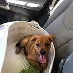 Dog, Dog breed, Comfort, Carnivore, Companion dog, Toy, Fawn, Vehicle Door, Vehicle, Snout, Dog Supply, Whiskers, Car Seat, Canidae, Stuffed Toy, Working Animal, Head Restraint, Car Seat Cover, Personal Luxury Car