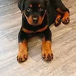 Brown, Dog, Dog breed, Carnivore, Working Animal, Liver, Fawn, Companion dog, Snout, Terrestrial Animal, Wood, Hound, Paw, Guard Dog, Canidae, Working Dog, Rottweiler, Furry friends