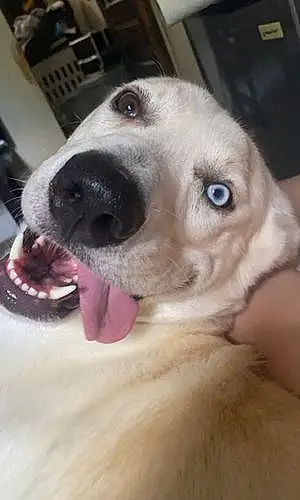 Name Labrador Retriever Dog Pluto