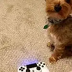 Dog, Canidae, Dog breed, Snout, Technology, Carnivore, Puppy, Miniature Schnauzer, Electronic Device, Play, Morkie, Paw, Schnauzer, Dog Toy