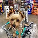 Dog, Canidae, Yorkshire Terrier, Companion dog, Puppy, Dog breed, Carnivore, Small Terrier, Terrier, Morkie, Cairn Terrier, Shih Tzu, Norwich Terrier, Toy Dog, Australian Silky Terrier