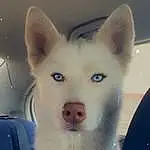Dog, Dog breed, Jaw, Carnivore, Whiskers, Companion dog, Fawn, Ear, Working Animal, Snout, Canidae, Furry friends, Terrestrial Animal, Windshield, Electric Blue, Samoyed, Ancient Dog Breeds, Non-sporting Group, Canis