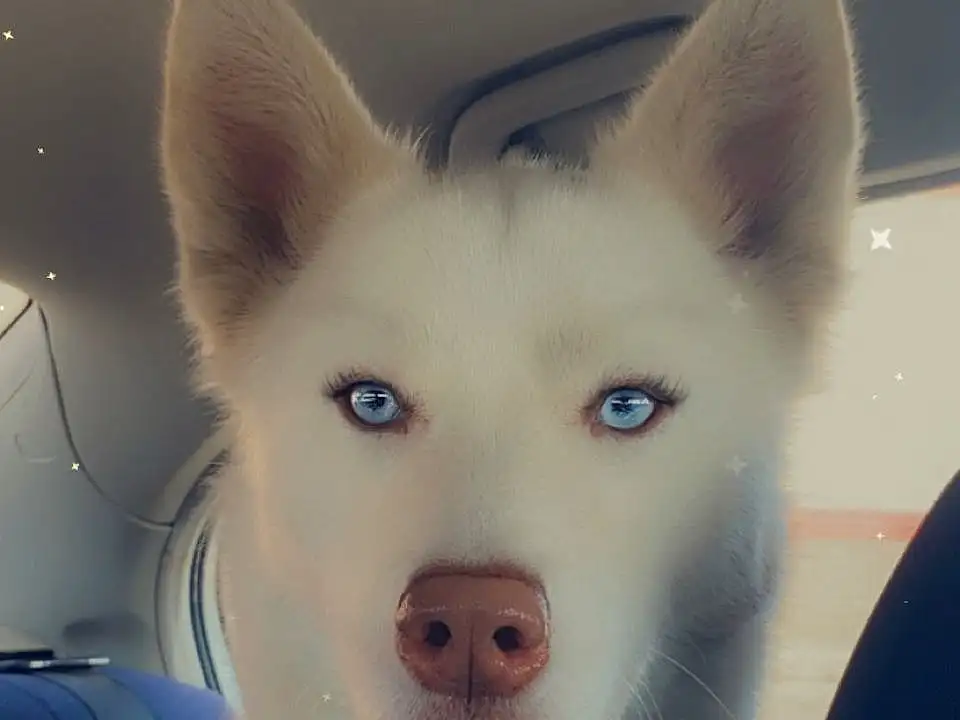 Dog, Dog breed, Jaw, Carnivore, Whiskers, Companion dog, Fawn, Ear, Working Animal, Snout, Canidae, Furry friends, Terrestrial Animal, Windshield, Electric Blue, Samoyed, Ancient Dog Breeds, Non-sporting Group, Canis
