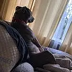 Dog, Comfort, Carnivore, Grey, Wood, Couch, Fawn, Window, Thigh, Tints And Shades, Dog breed, Knee, Companion dog, Hardwood, Human Leg, Linens, Room