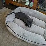 Dog, Furniture, Comfort, Dog breed, Carnivore, Pet Supply, Fawn, Companion dog, Dog Bed, Dog Supply, Couch, Hardwood, Living Room, Canidae, Tail, Studio Couch, Working Animal, Nap