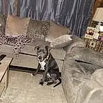 Dog, Furniture, Couch, Dog breed, Comfort, Interior Design, Carnivore, Working Animal, Grey, Living Room, Fawn, Companion dog, Curtain, Studio Couch, Wood, Snout, Hardwood