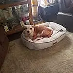 Dog, Dog breed, Dog Supply, Comfort, Dog Bed, Pet Supply, Carnivore, Companion dog, Fawn, Living Room, Couch, Hardwood, Chair, Working Animal, Picture Frame, Canidae, Room