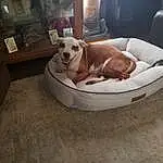 Dog, Dog Supply, Dog breed, Comfort, Pet Supply, Dog Bed, Carnivore, Fawn, Companion dog, Couch, Working Animal, Hardwood, Canidae, Club Chair, Wood, Living Room, Studio Couch