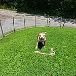 Dog, Plant, Carnivore, Land Lot, Grass, Fence, Fawn, Dog breed, Leisure, Groundcover, People In Nature, Grassland, Companion dog, Meadow, Lawn, Tree, Landscape