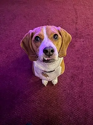 Beagle Dog Jake