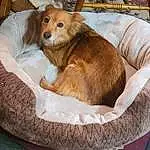 Dog, Comfort, Dog breed, Carnivore, Liver, Fawn, Companion dog, Dog Bed, Working Animal, Dog Supply, Plant, Furry friends, Houseplant, Linens, Canidae, Hardwood, Paw, Retriever, Room
