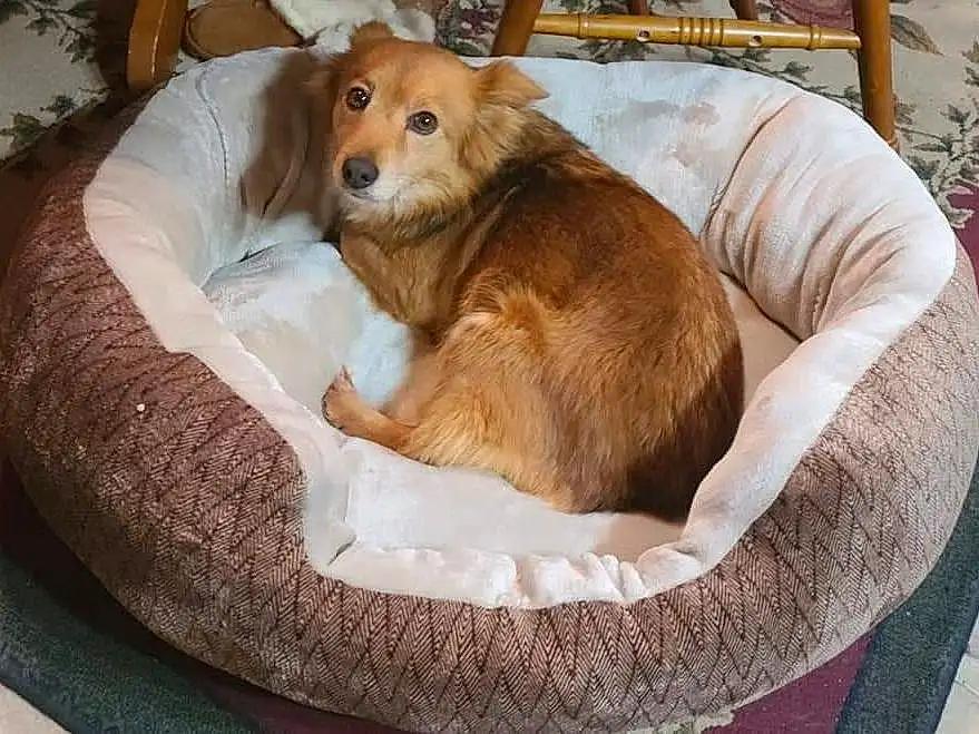 Dog, Comfort, Dog breed, Carnivore, Liver, Fawn, Companion dog, Dog Bed, Working Animal, Dog Supply, Plant, Furry friends, Houseplant, Linens, Canidae, Hardwood, Paw, Retriever, Room