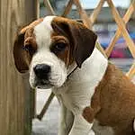Dog, Carnivore, Collar, Fawn, Companion dog, Fence, Dog breed, Mesh, Snout, Working Animal, Dog Collar, Scent Hound, Whiskers, Hound, Liver, Tail, Canidae, Terrestrial Animal, Working Dog, Non-sporting Group