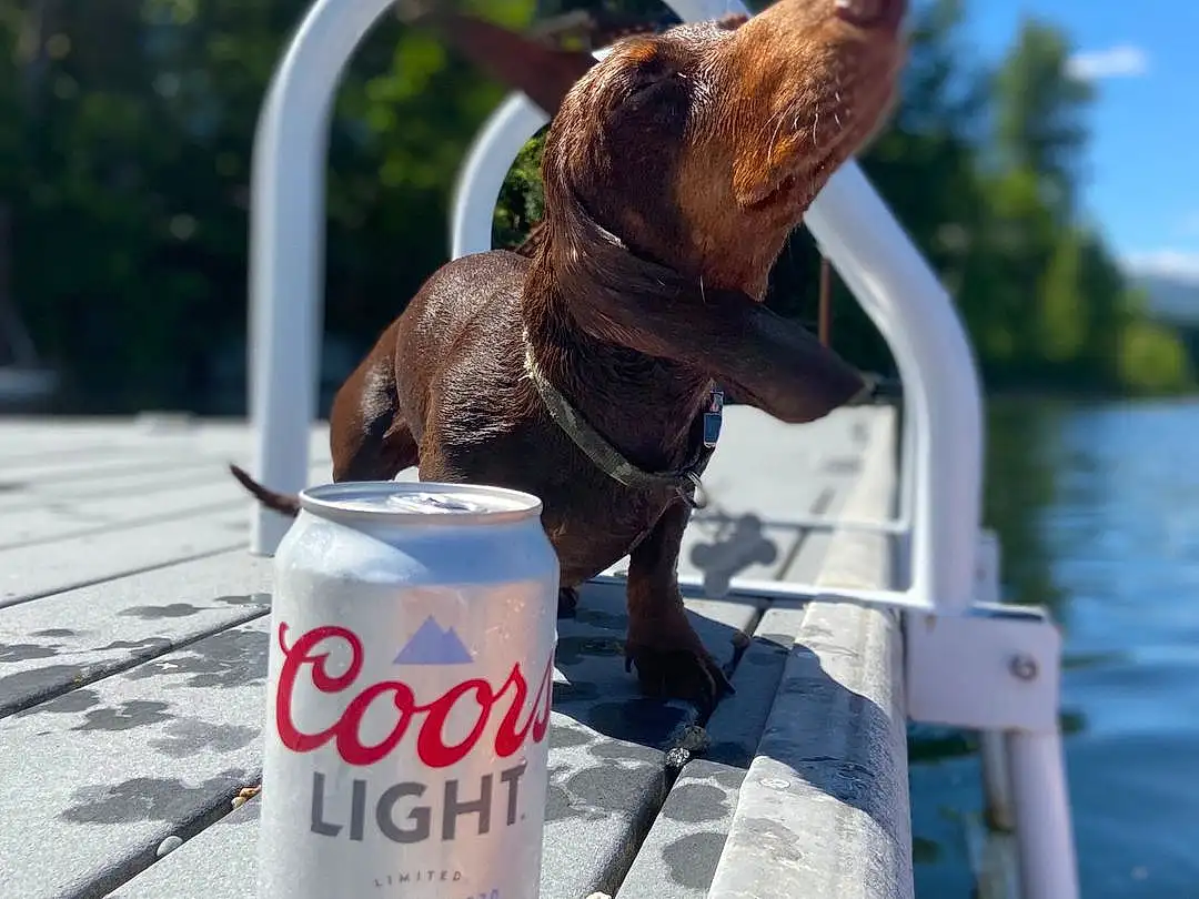 Dog, Water, Dog breed, Carnivore, Collar, Liver, Sky, Companion dog, Pet Supply, Snout, Dog Collar, Lake, Canidae, Leash, Carbonated Soft Drinks, Leisure, Working Animal, Aluminum Can, Recreation
