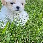 Plant, Dog, Carnivore, Dog breed, Grass, Companion dog, Toy Dog, Tree, Snout, Terrestrial Plant, Terrier, Small Terrier, Canidae, Evergreen, Maltepoo, Conifer, Herb, Non-sporting Group, Shrub