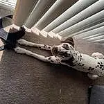 Dog, Carnivore, Dalmatian, Grey, Comfort, Wood, Couch, Fawn, Dog breed, Companion dog, Sofa Bed, Tail, Pattern, Human Leg, Working Animal, Terrestrial Animal, Canidae, Metal