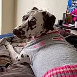 Dog, Dog breed, Carnivore, Textile, Comfort, Grey, Dog Supply, Pink, Companion dog, Fawn, Collar, Pattern, Snout, Great Dane, Working Animal, Couch, Linens, Pet Supply, Television