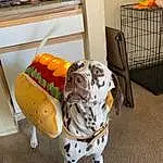 Dog, Dog breed, Dalmatian, Carnivore, Dog Supply, Working Animal, Fawn, Companion dog, Snout, Tail, Canidae, Terrestrial Animal, Pet Supply, Chair, Comfort, Dog Clothes, Windsor Chair, Machine