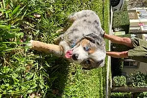 Name Australian Shepherd Dog Arya